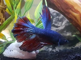 My Bettas / Can my Betta recognize me?