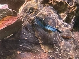 What’s wrong with my pregnant neocardinia shrimp