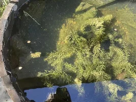 Outdoor fish container
