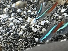 White/red lump on fishs mouth