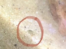 Seed shrimp?... or something more sinister?