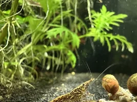 Fluval Flex 15 gallon build thread