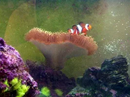 anenome