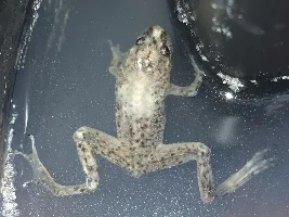 African Dwarf Frog