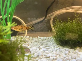HELP// painted platty white spot on tail