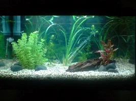 My First Tank