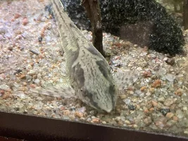 Badger's 150g Rio Negro/Orinoco Flooded Rain Forest