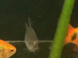 whats wrong with my red eye tetras?
