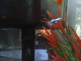 Are my guppies pregnant?