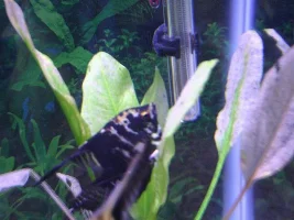 Angelfish Spawn