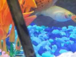 Just bought a painted platy at petsmart is it a male or female
