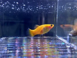 Pregnant platys