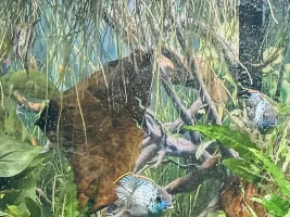 Blue Acara