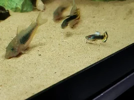 Albino full red guppy