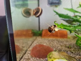 Giant Colombian ramshorns