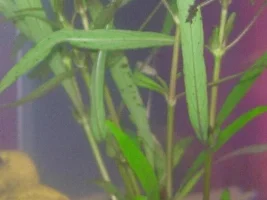 Sick Betta Emergency