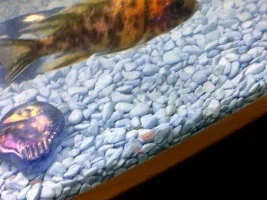 Any One Know What Kind Of Fish This Is Thanks