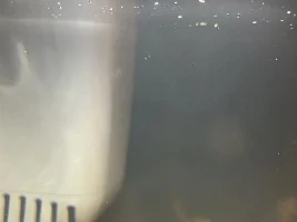 Help! White particles on top of water, cycling new tank