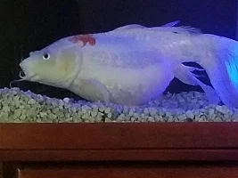 Butterfly koi is bloated