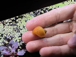 URGENT: A bunch of Free Golden Mystery Snails