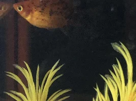 Pregnant platy