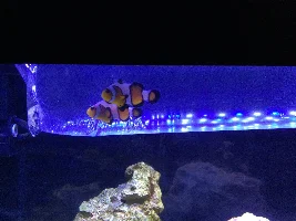 29g Saltwater Nano Tank