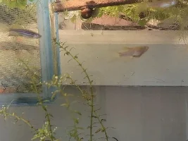 Little black spots on fish