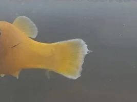 Molly fish tail fin looks odd.