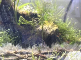 African water fern(?) growing shoots with roots from a leaf, answers?
