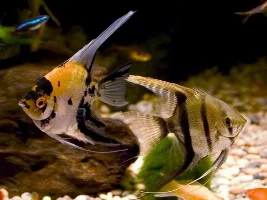 New Veiltail Marble Angel