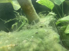 Algae? Bacteria??