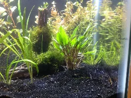 10g Planted Betta Tank(my first tank)