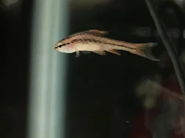 Identification and Advice for New Fish Additions in Quarantine Tank