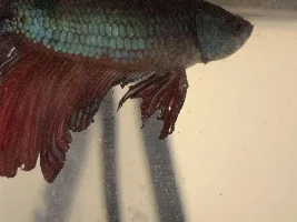 Floating on surface + Fin Rot