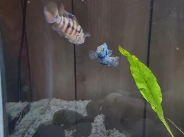 Honduran red point male or female?