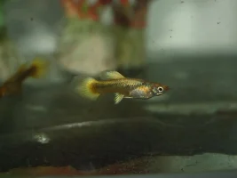 24k Gold guppies