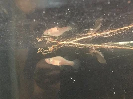 Carp conditions