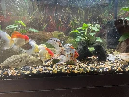 My goldfish scales look funny!
