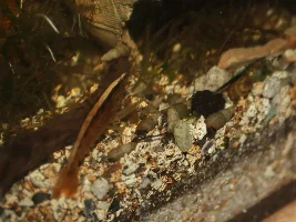 Bamboo shrimp