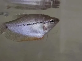 White Spots or Ulcerations on Pearl Gourami