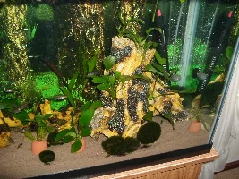 I added anubias nana to my tetra tank