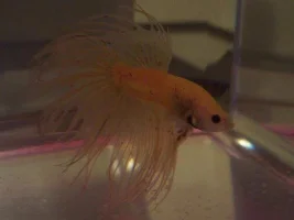 Few pictures from my fish room...