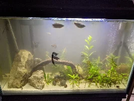 Cloudy Tank