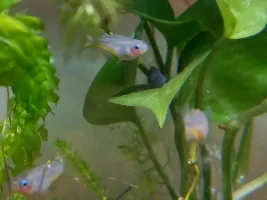 Blue-eyes and Peacocks