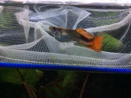 Make or Female Guppy?