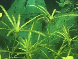 No clue, came with my CRS