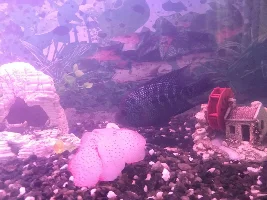 Is this a Flowerhorn? (HELP)