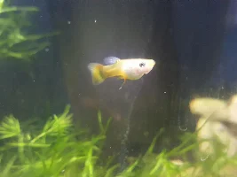 Help my guppy is sick