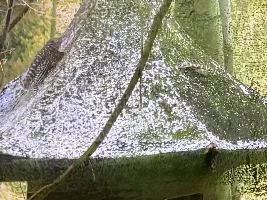 strange structure