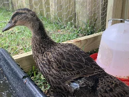 VOTE NOW!...May 2020 Pet of the Month  Contest